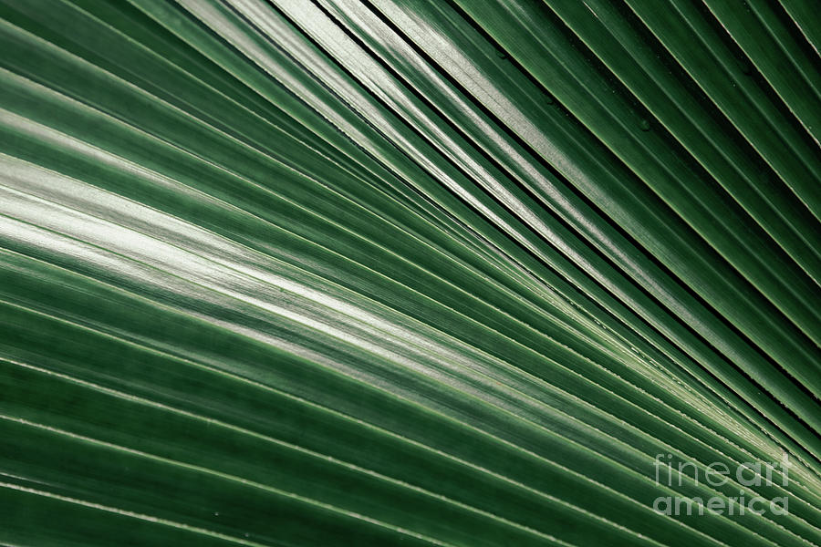 Coconut Palm Photograph by Sharon Mau