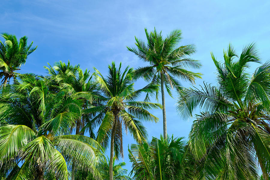 Coconut palm trees against blue sky . Photograph by Kiszon Pascal