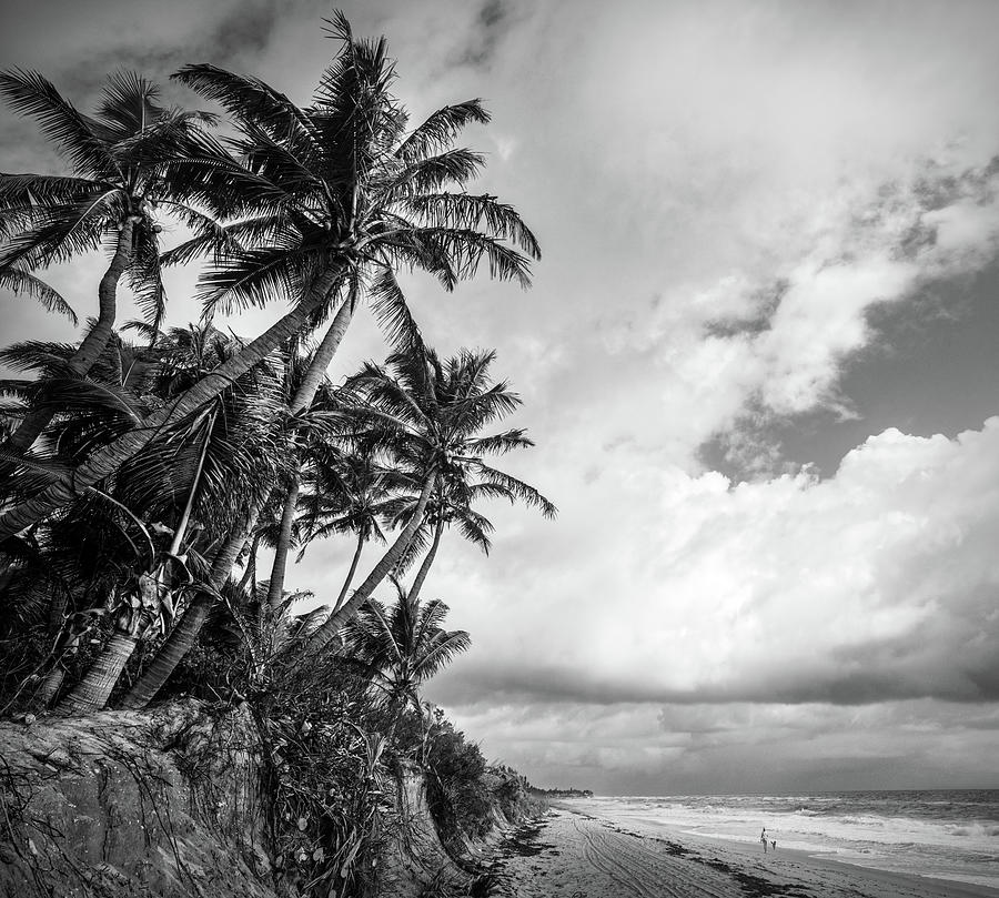 Coconut Palm Trees at the Beach in Black and White Photograph by Debra ...