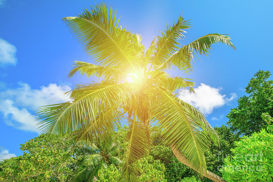 Coconut palm trees background Photograph by Benny Marty