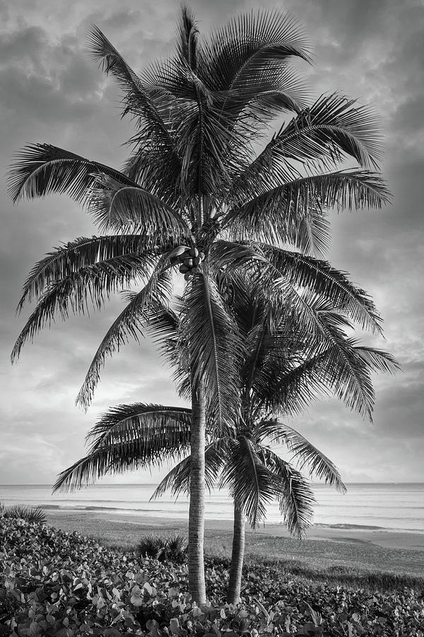 Coconut Palm Trees Black and White Photograph by Debra and Dave ...