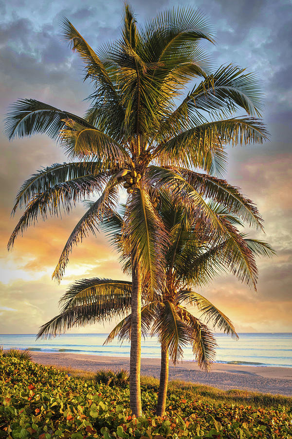 Coconut Palm Trees Photograph by Debra and Dave Vanderlaan