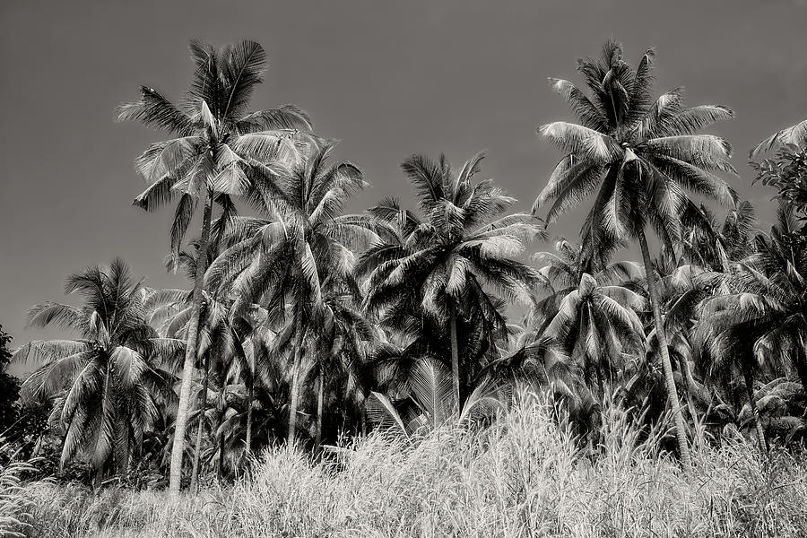 Tree Photograph - Coconut Palm Trees Grove by Artur Bogacki