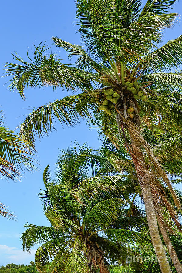 Coconut Palm Trees Indian River lagoon in Jensen Beach Photograph by Olga Hamilton