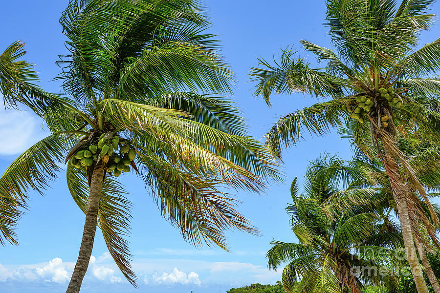 Coconut Palm Trees Indian River lagoon Treasure Coast Photograph by Olga Hamilton