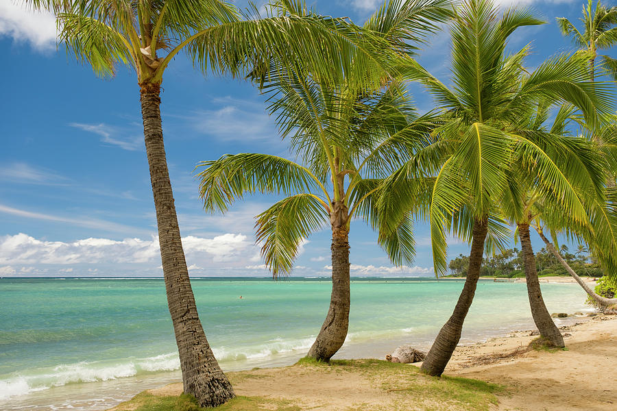 Coconut palms along beach Kahala Beach Photograph by David L Moore