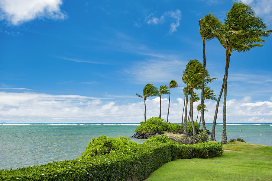 Coconut palms along the shoreline Photograph by David L Moore