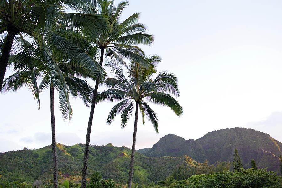 Coconut palms, Haena Photograph by David L Moore