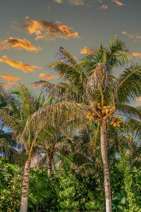 Coconut Palms in Late Aftrenoon LIght Photograph by Darryl Brooks