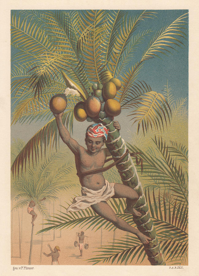 Coconut picker, litthograph, published in 1883 Drawing by Zu_09