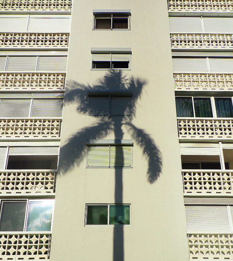 Coconut Shadow Photograph by Luz Resto Coconut Shadow Photograph by Luz Resto