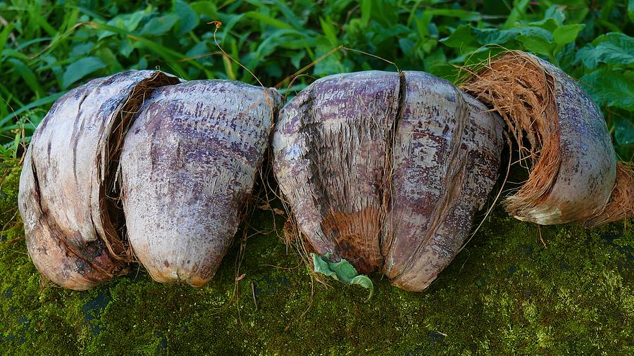 Coconut shells Photograph by Robert Bociaga