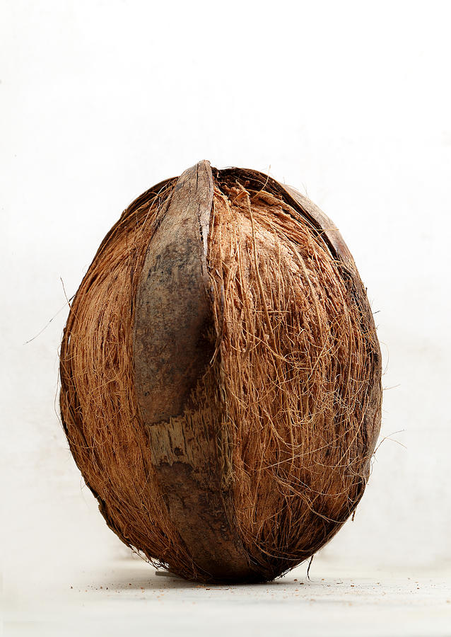 Coconut Photograph by Shishir_bansal