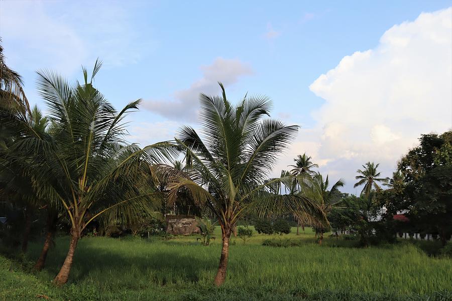 Coconut tree and paddy field . village view Photograph by Liju Paul