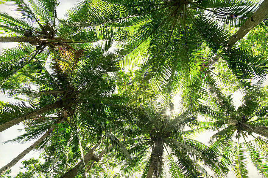 Coconut Tree Canopy Photograph by James BO Insogna