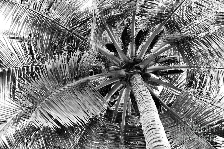 Coconut Tree Canopy Monochrome Photograph by Tim Gainey