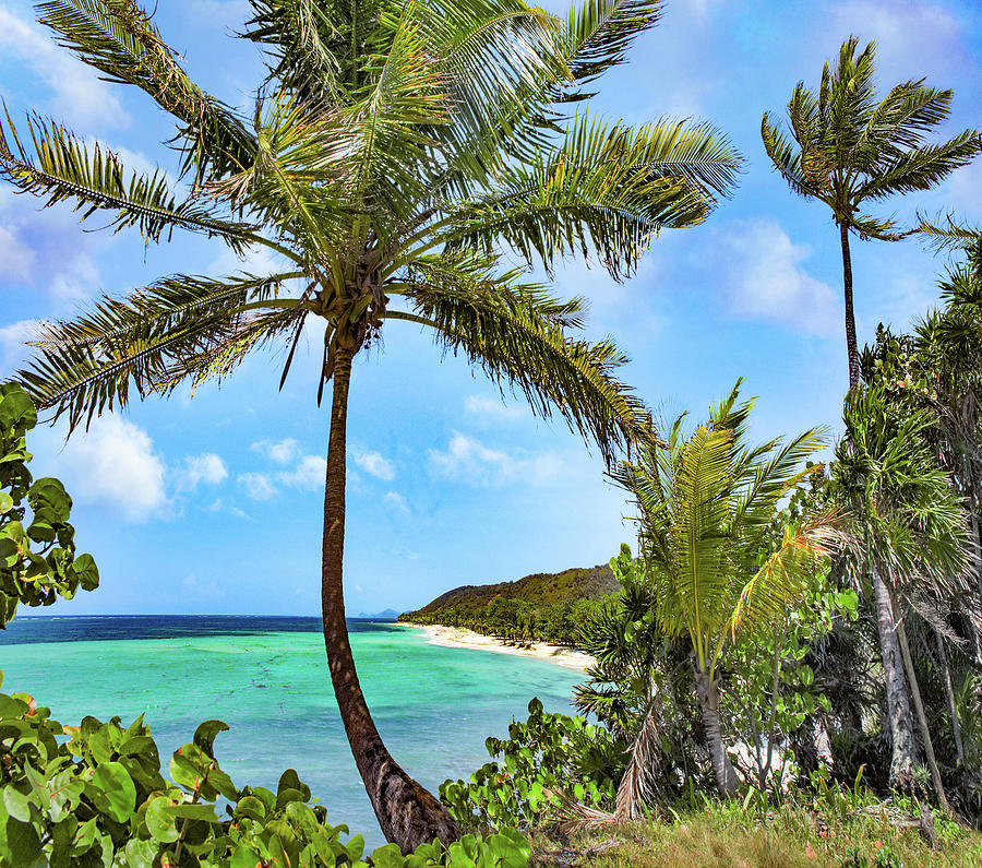 Nature Photograph - Coconut Trees and Camp Bay in Distance by Tim Fitzharris