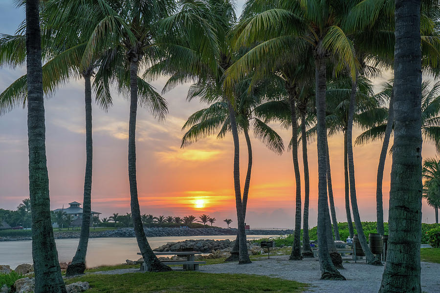 Coconut Trees at Sunrise Dubois Park Jupiter Florida Photograph by Kim Seng