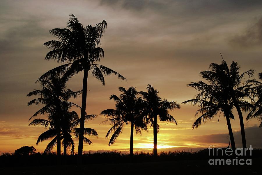 Coconut trees at sunset Photograph by On da Raks