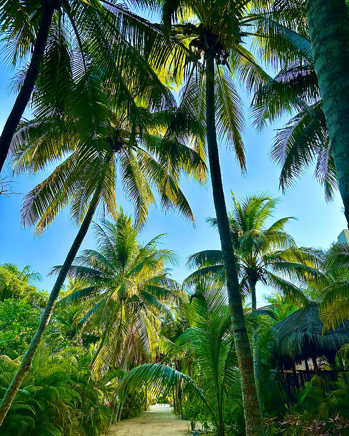 Coconut Trees Photograph by Brian Eberly