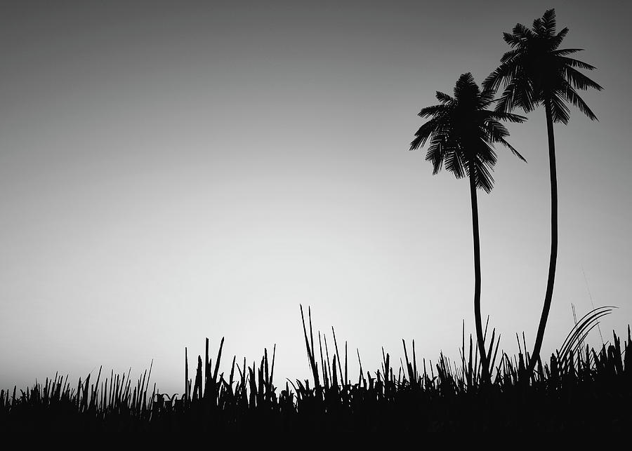 Coconut Trees Noir Photograph by Bob Orsillo