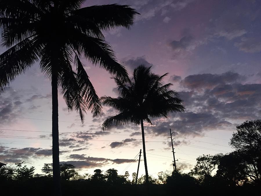 Coconut trees silhouette at dusk against a sunset sky above Hakalau, Hawaii  Photograph by Lehua Pekelo-Stearns