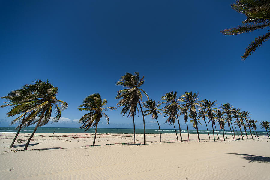 Coconut Trees Photograph by Ze Martinusso