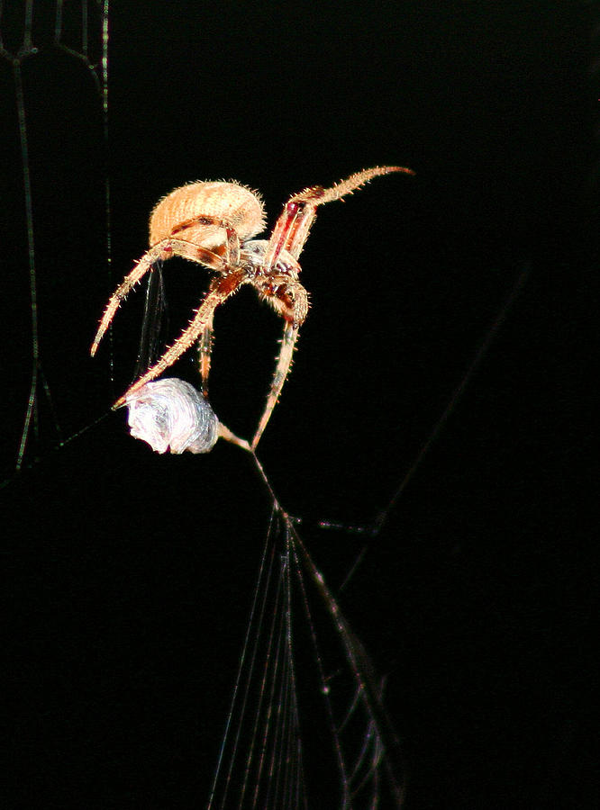 Spider Photograph - Cocooning the Victim by Kristin Elmquist