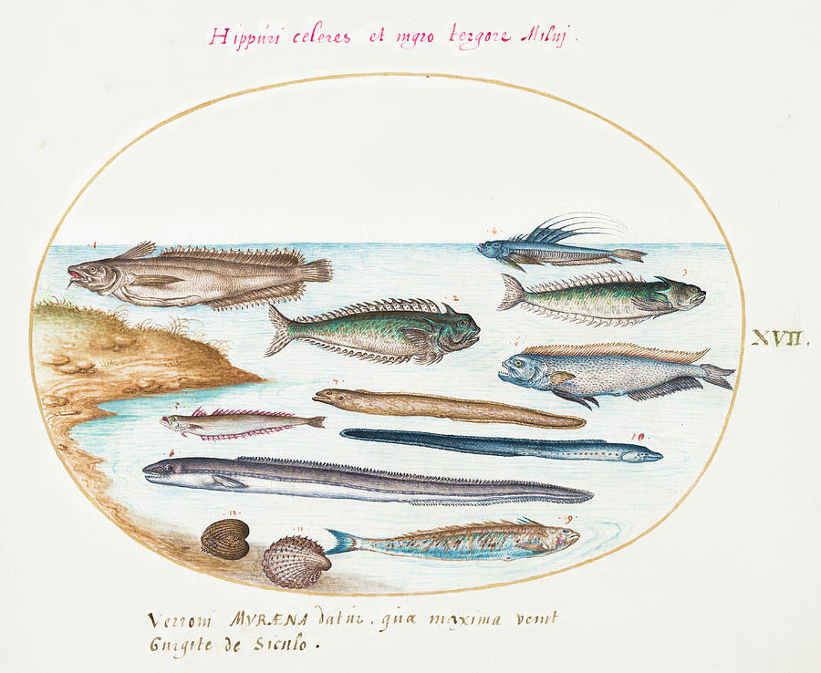 Cod, Weever Fish, Eels And Other Fish Painting