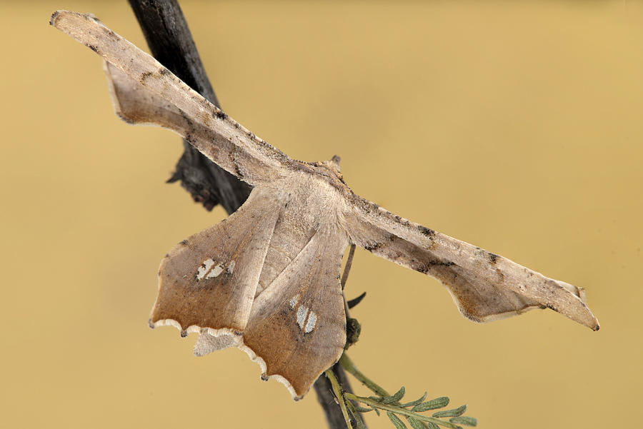 Coenina dentataria  - Geometridae Photograph by Oz Rittner