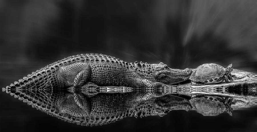 Coexisting In The Swamp BW Photograph by Susan Candelario