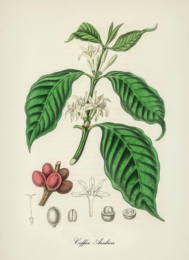 Nature Digital Art - Coffea Arabica - Arabian Coffee -  Medical Botany - Vintage Botanical Illustration by Studio Grafiikka