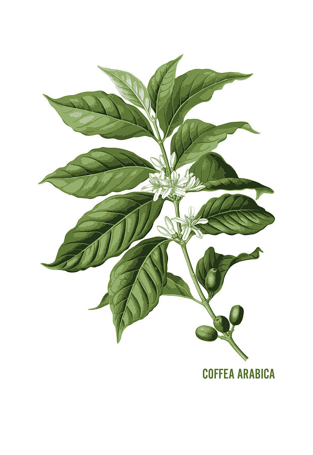 Coffee Digital Art - Coffea Arabica Plant Caffeine Lover by Jacob Zelazny