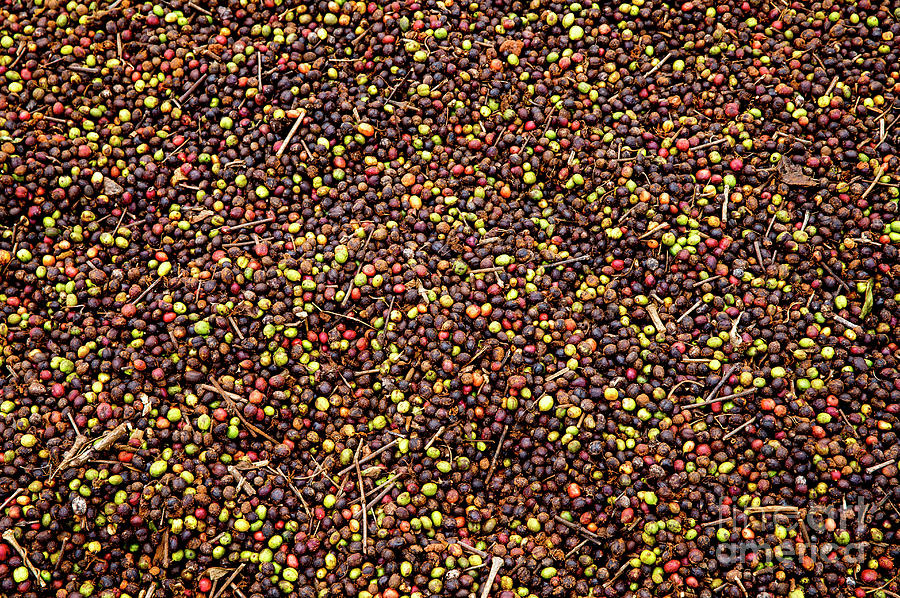 Coffee beans drying Photograph by European School
