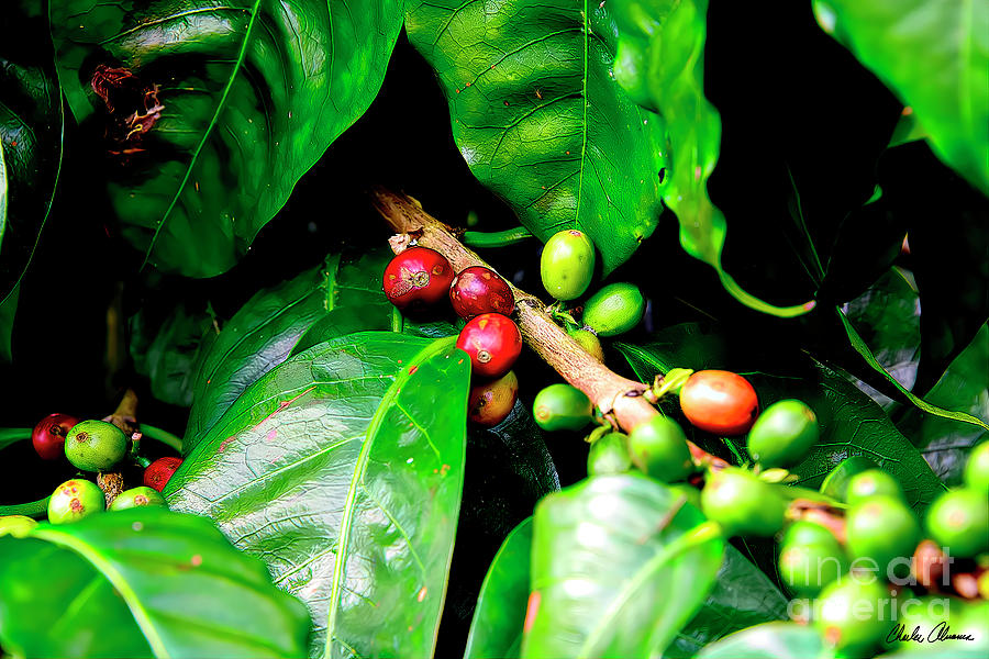 Coffee Beans Growing 2 Photograph by Charles Abrams