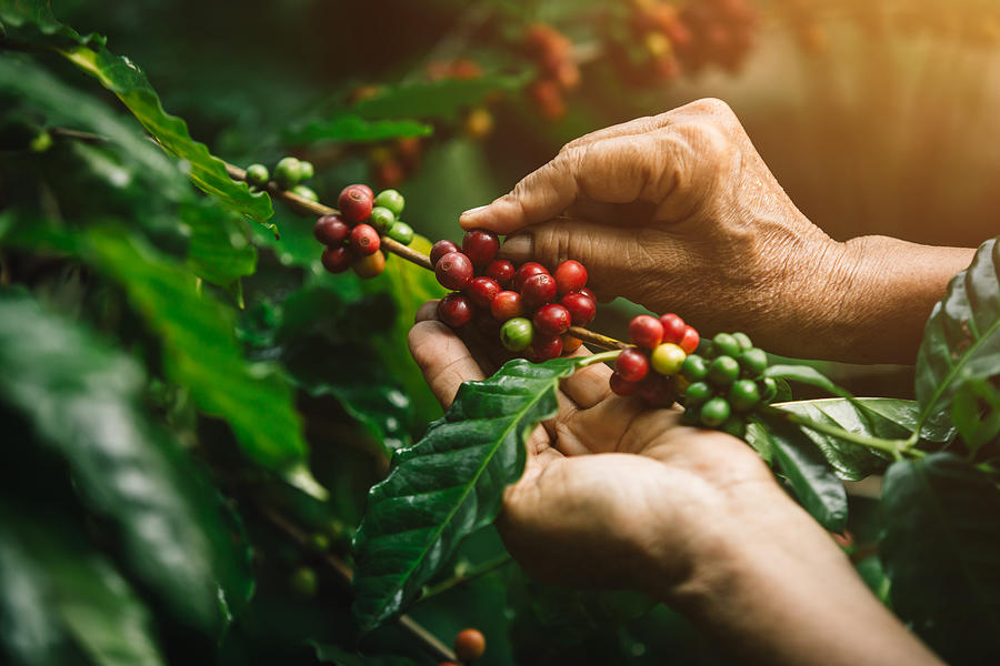 [coffee berries] Close-up arabica coffee berries with agriculturist hands Photograph by Pramote Polyamate