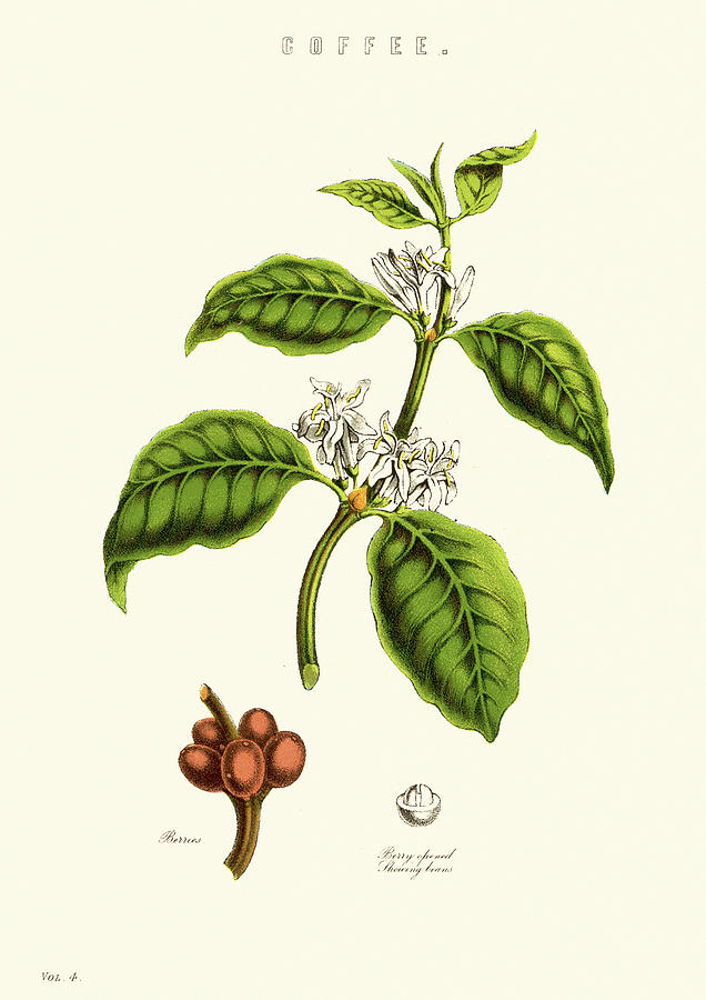 Coffee Plant Drawing by Duncan1890