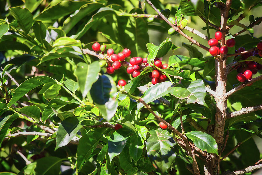 Coffee Plant In Boquete, Panama Photograph