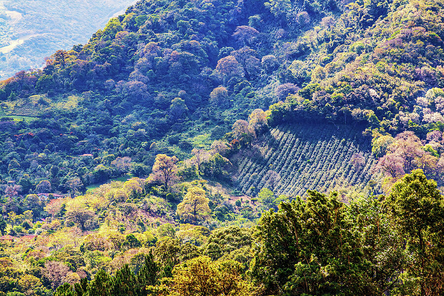 Coffee plantation in Panama Photograph by Tatiana Travelways