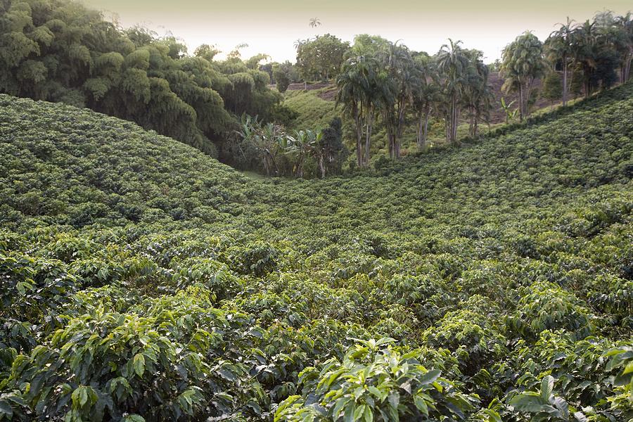 Coffee plantation, Quindio, Columbia Photograph by Ligia Botero