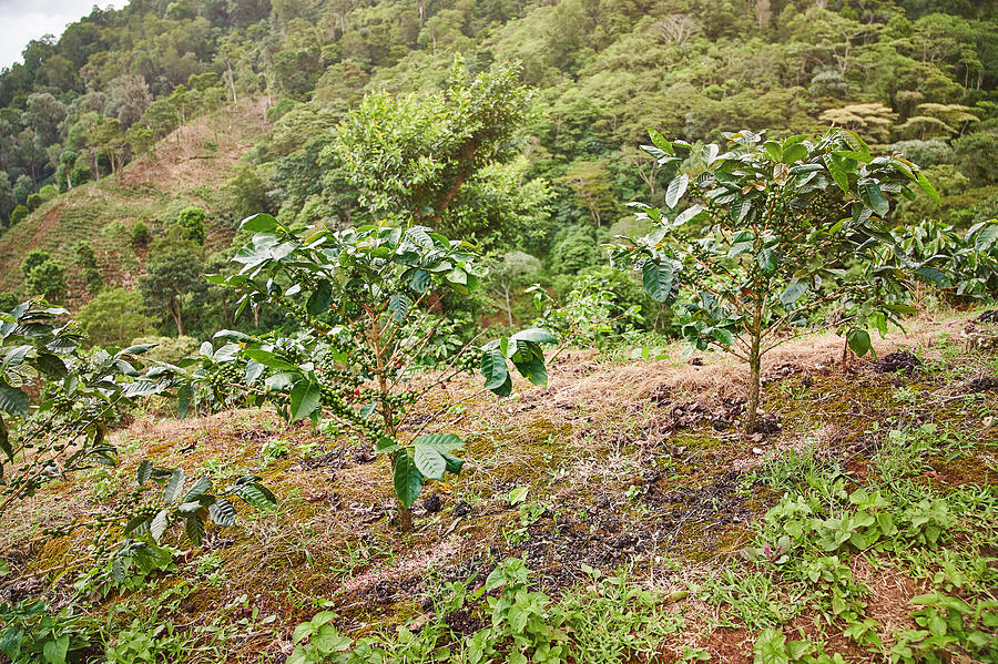 Coffee plantation theme Photograph by Dimarik