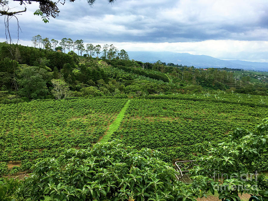 Coffee plants planted in rows in the tropical hills of Costa Rica. Photograph by Gunther Allen