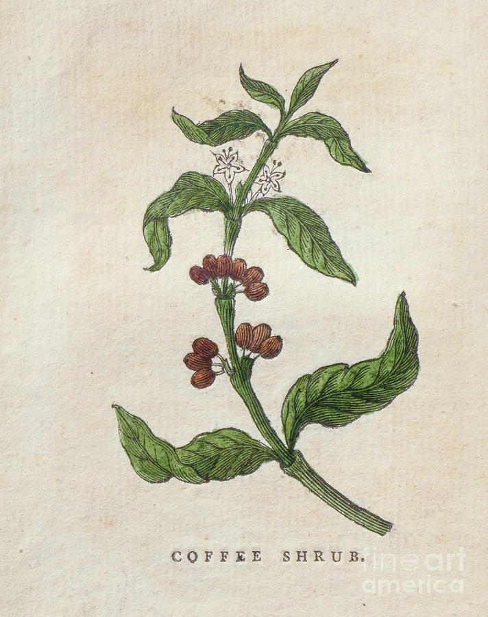Coffee Shrub t1 Drawing by Botany