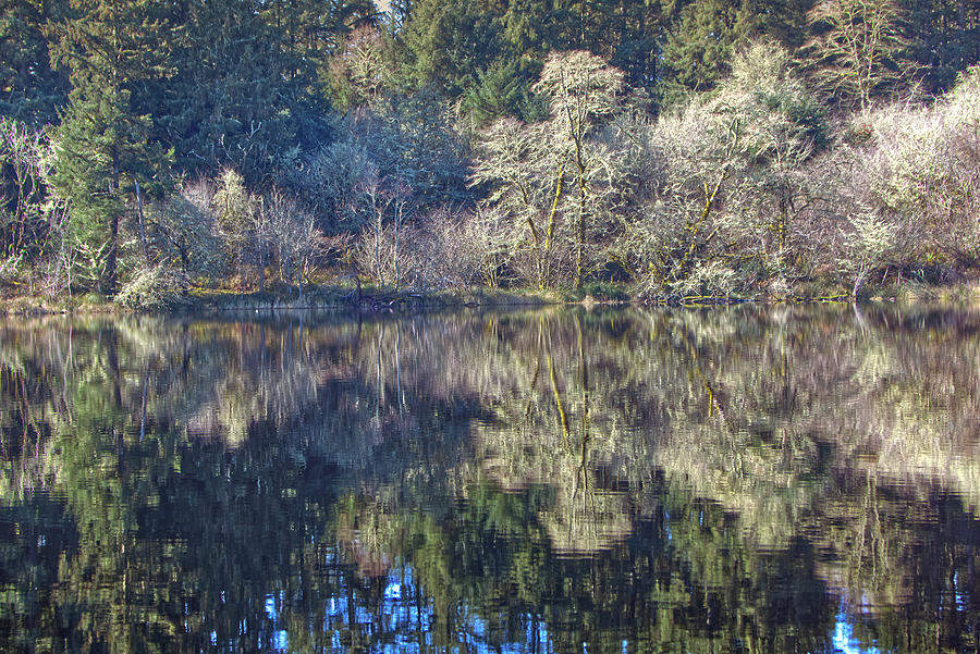 Coffenbury Lake Reflections Photograph by Loyd Towe Photography
