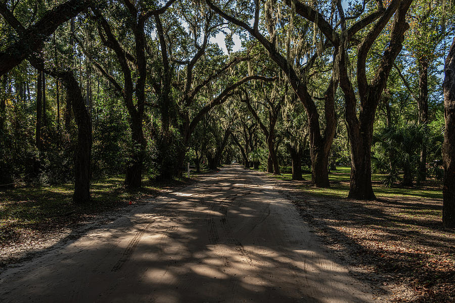 Coffin Plantation Avenue of Oaks Photograph by Douglas Wielfaert