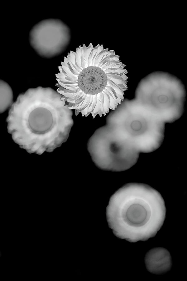 Flower Photograph - Cogs Of Life by Az Jackson