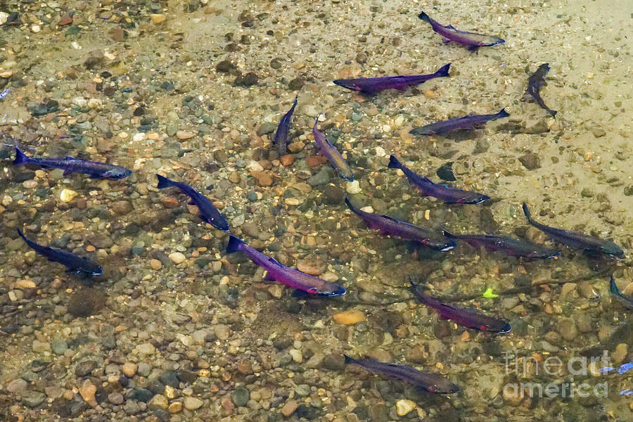 Fish Photograph - Coho Salmon in Issaquah Creek by Nancy Gleason