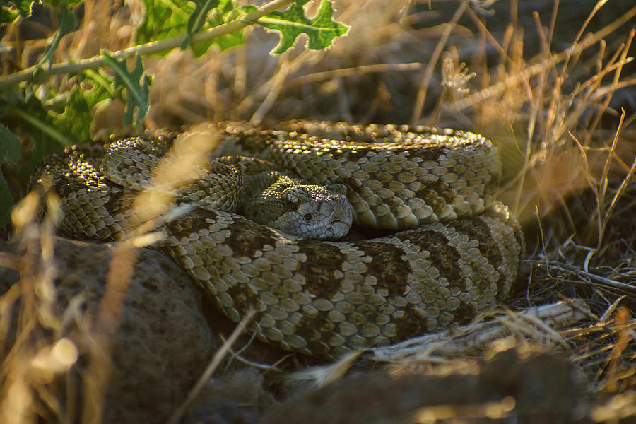 Coiled Rattlesnake Photograph by Riley Bradford - Fine Art America