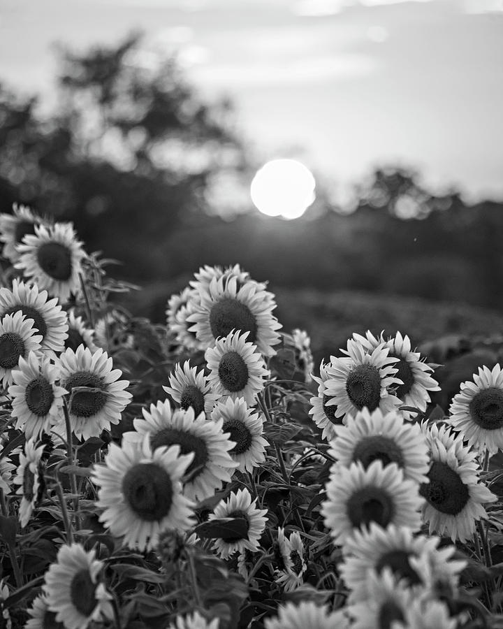 Colby Farms Sunflower Field Sunset Black and White Photograph by Toby ...