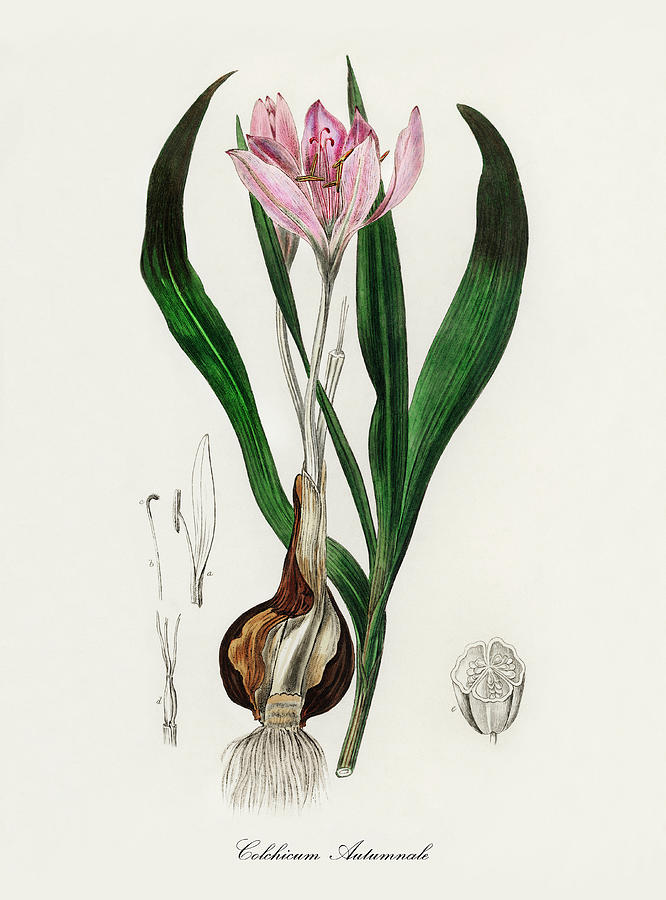 Nature Digital Art - Colchicum Autumnale - Autumn Crocus -  Medical Botany - Vintage Botanical Illustration by Studio Grafiikka